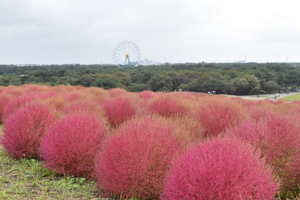 コキア