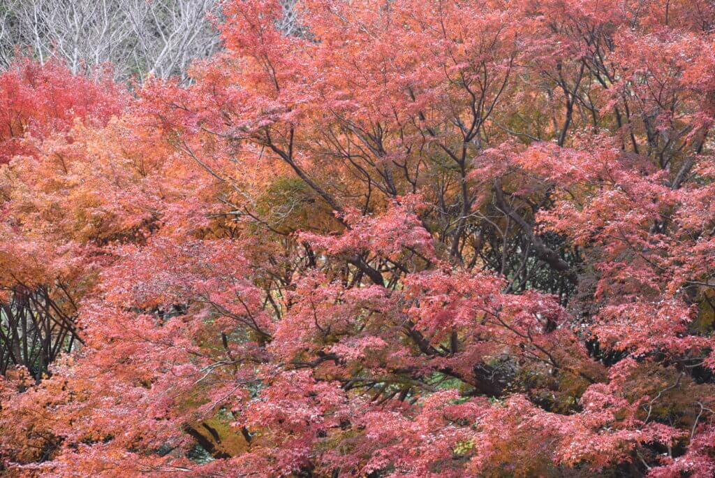 勝尾寺