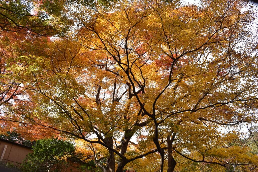 勝尾寺