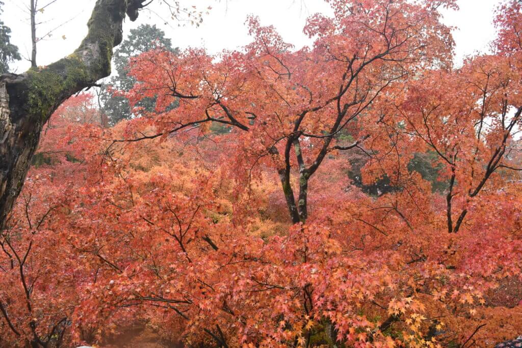 東福寺