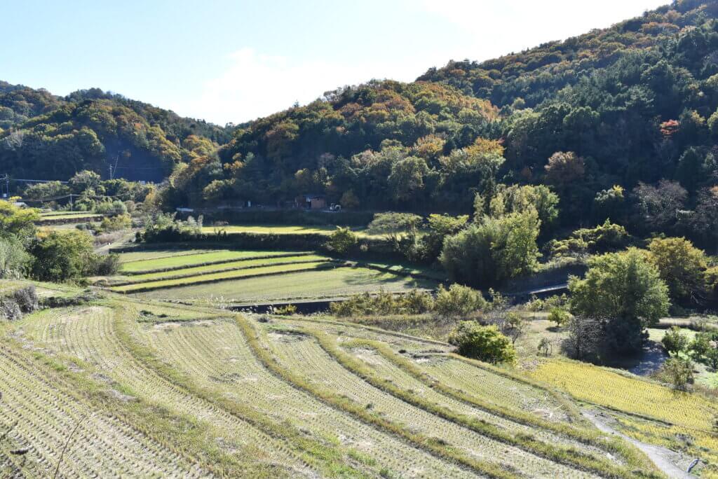 中山千枚田