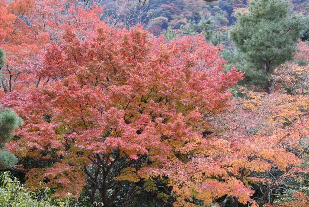 天龍寺