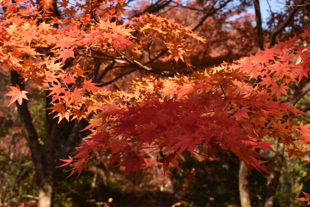 宝厳院