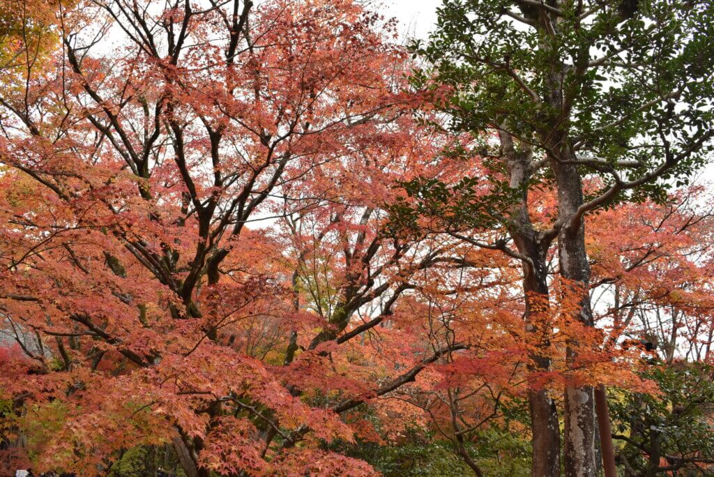 常寂光寺