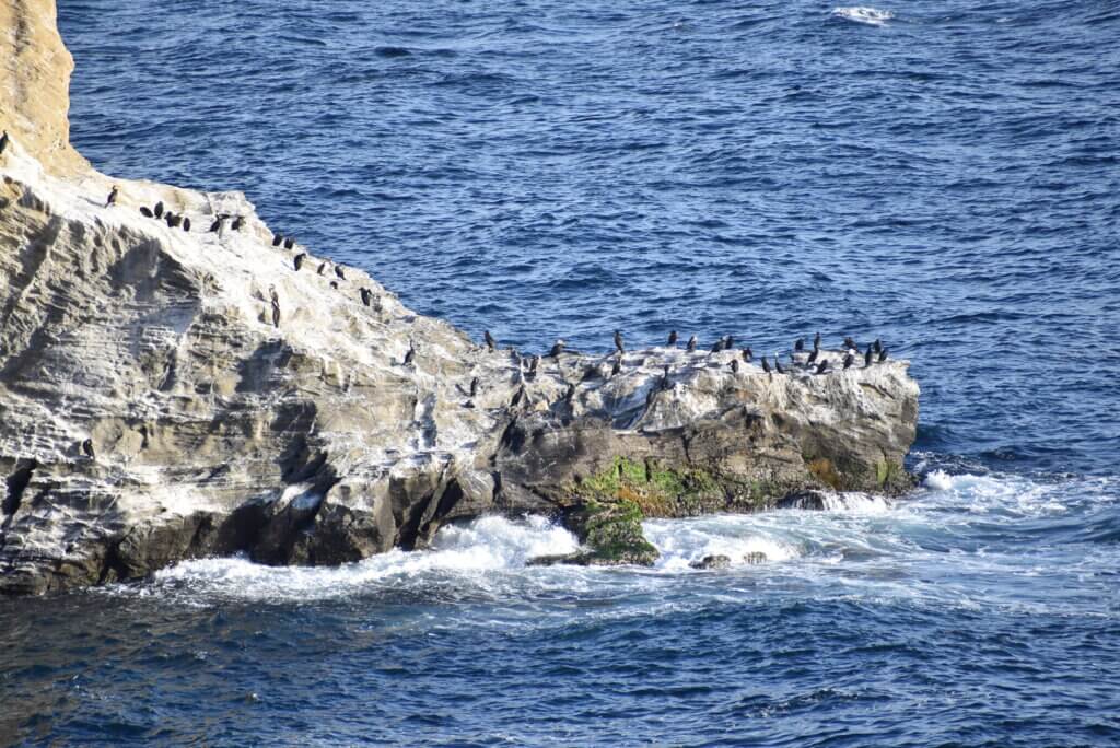 ウミウ展望台