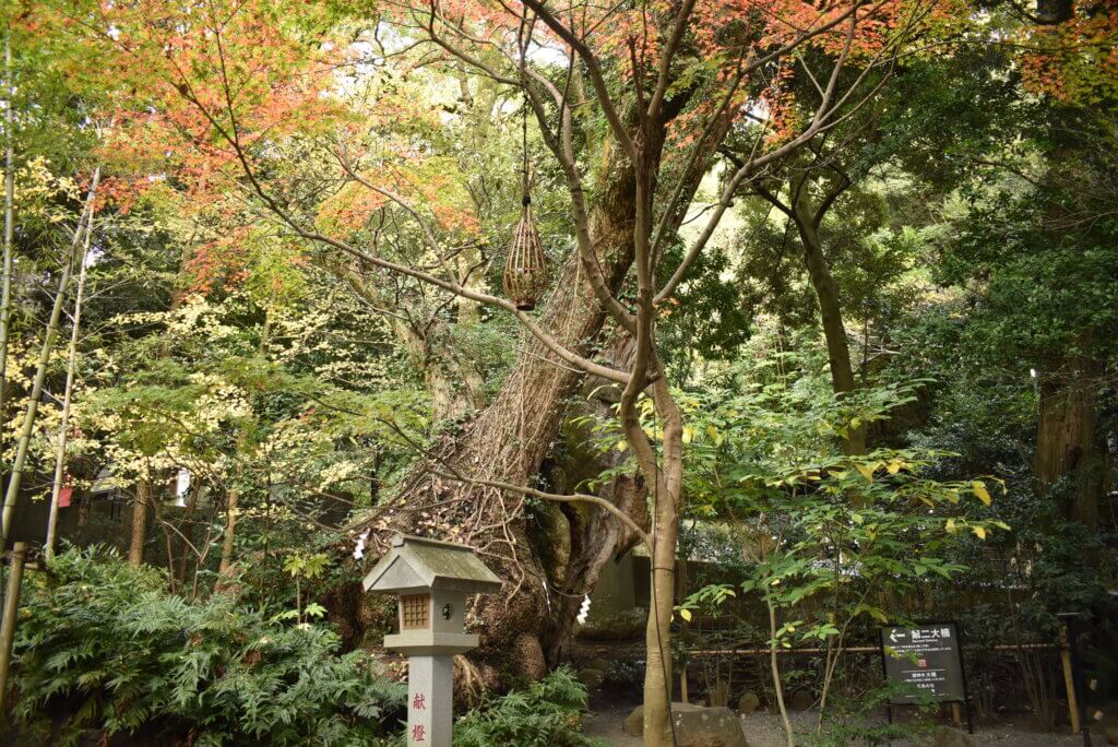 来宮神社