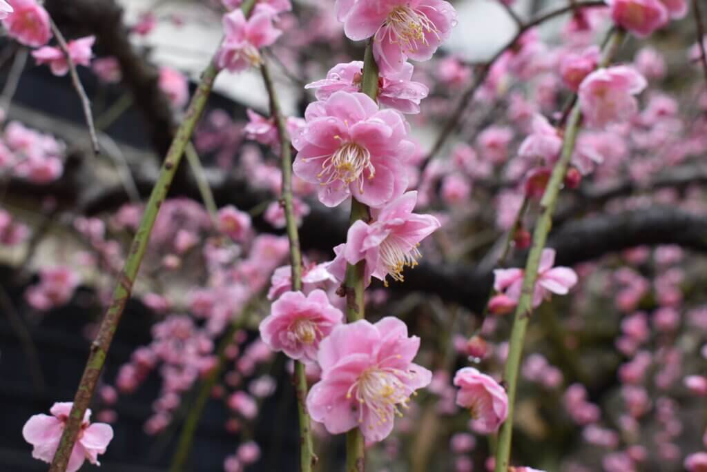 高知城