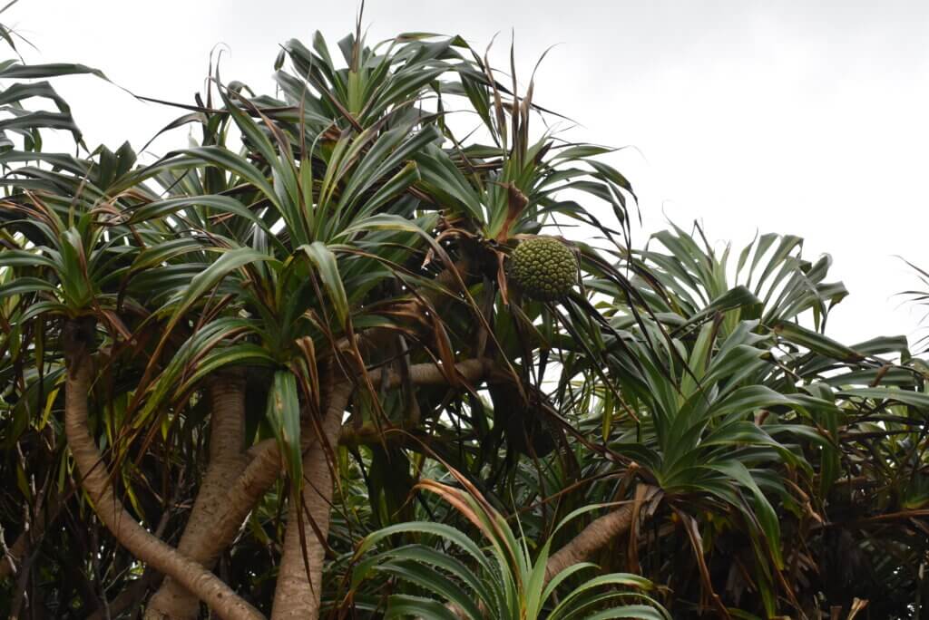 ビョウタコノキ